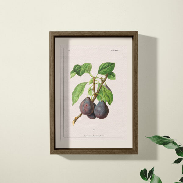 fig print