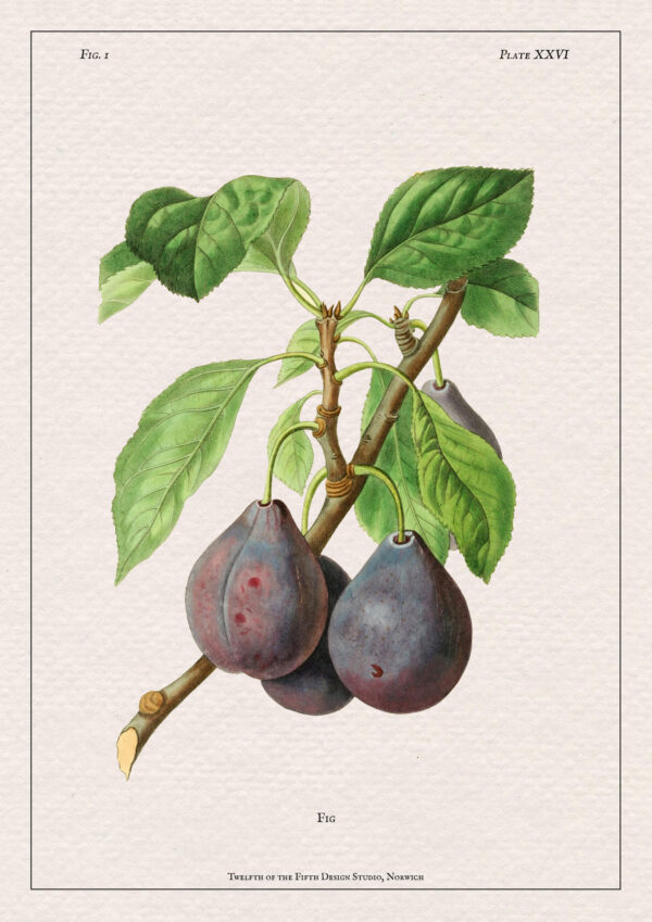 Fig Print - Image 2