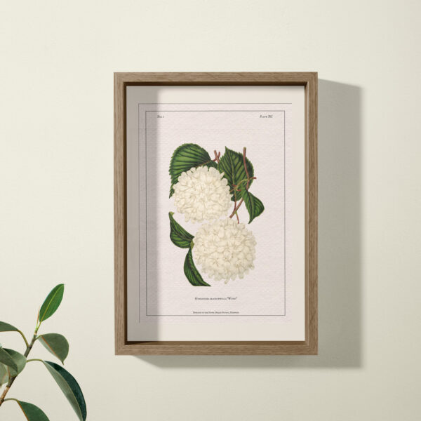 hydrangea print