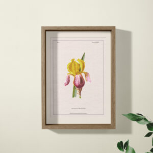 iris print