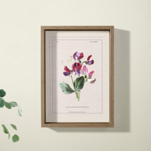 sweet pea print