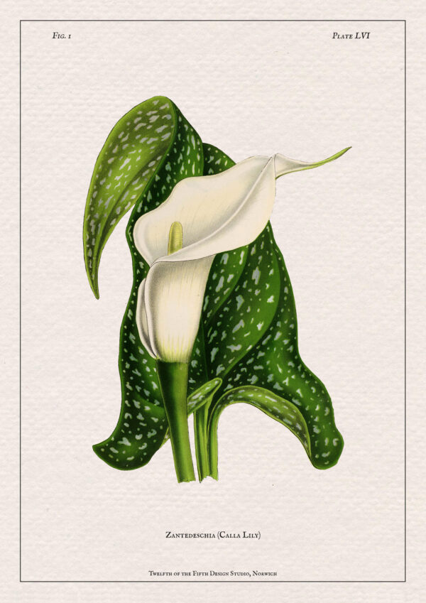 Calla Lily Print - Image 2