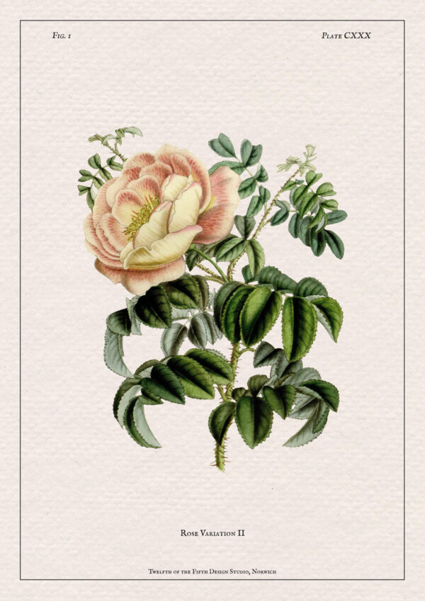 Climbing Rose Print - Image 2