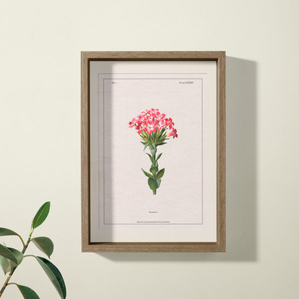 crassula print