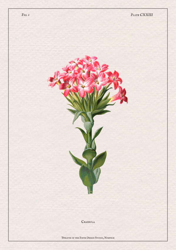 Crassula Print - Image 2