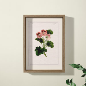 Geranium Print