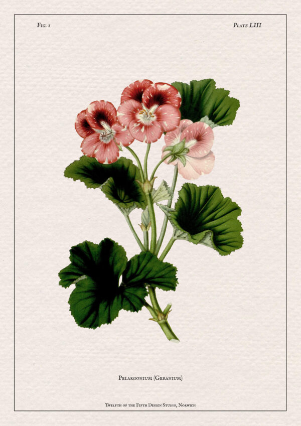 Geranium Print - Image 2