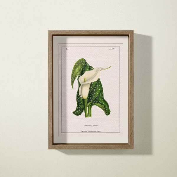 calla lily print