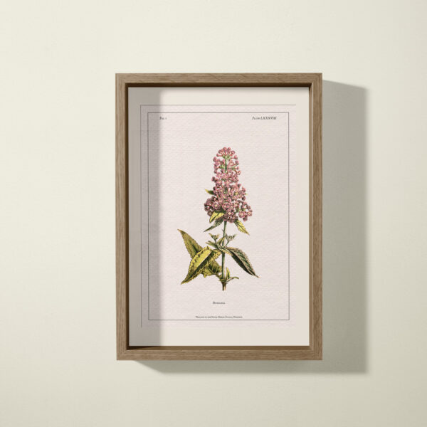 Buddleia Print