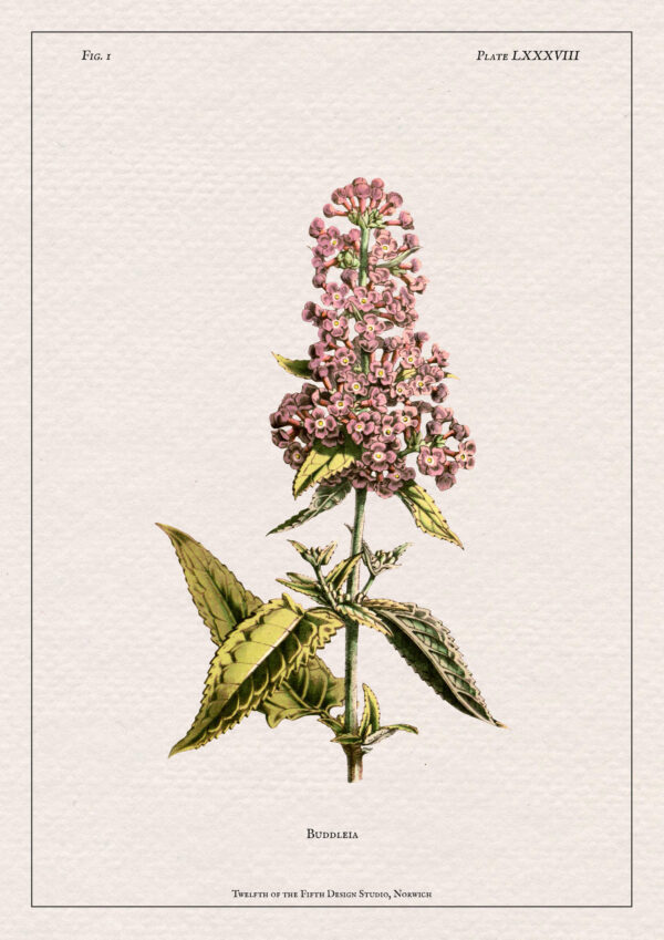 Buddleia Print - Image 2