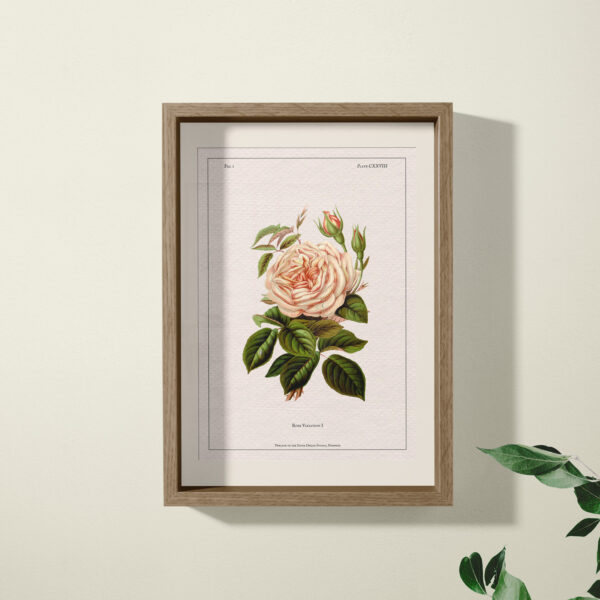 rose print