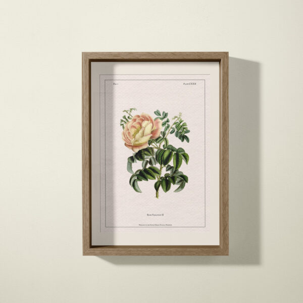 climbing rose print