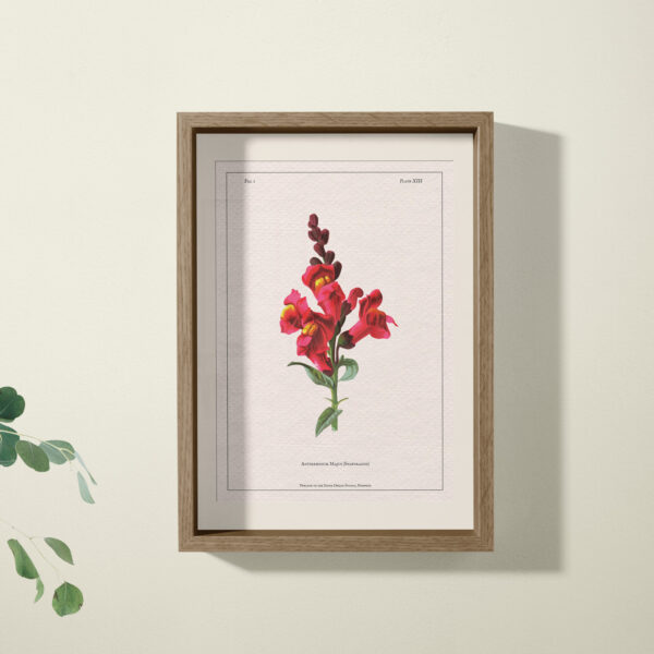 snapdragon print