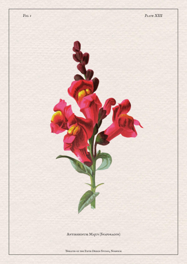 Snapdragon Print - Image 2