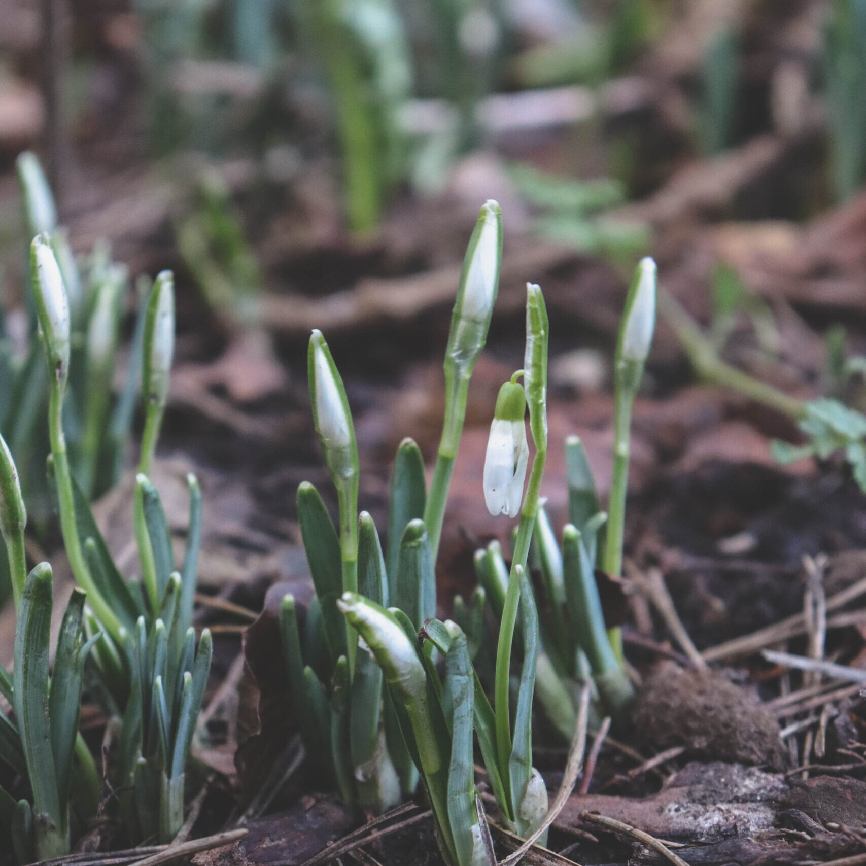 Twelfth of the Fifth - Snowdrop - Sustainability