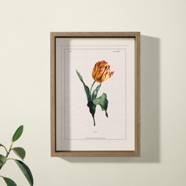 tulip print