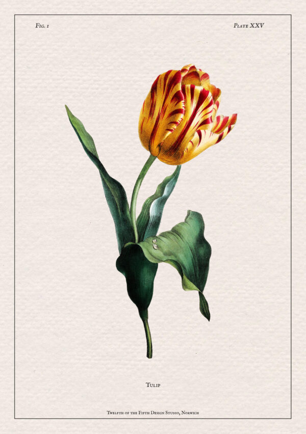 Tulip Print - Image 2
