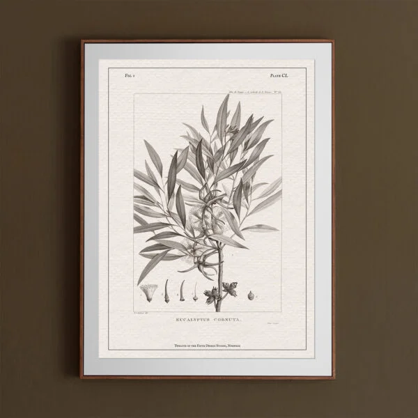 Eucalyptus Botanical Print