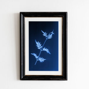 jasmine cyanotype botanical print